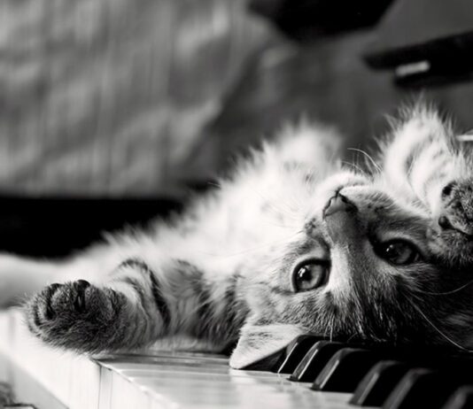 Pausa is a secret “weapon” of a musician